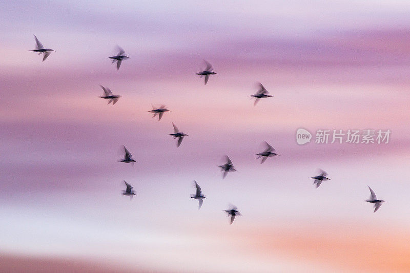 抽象运动模糊的一群鸟飞过粉红色的云景