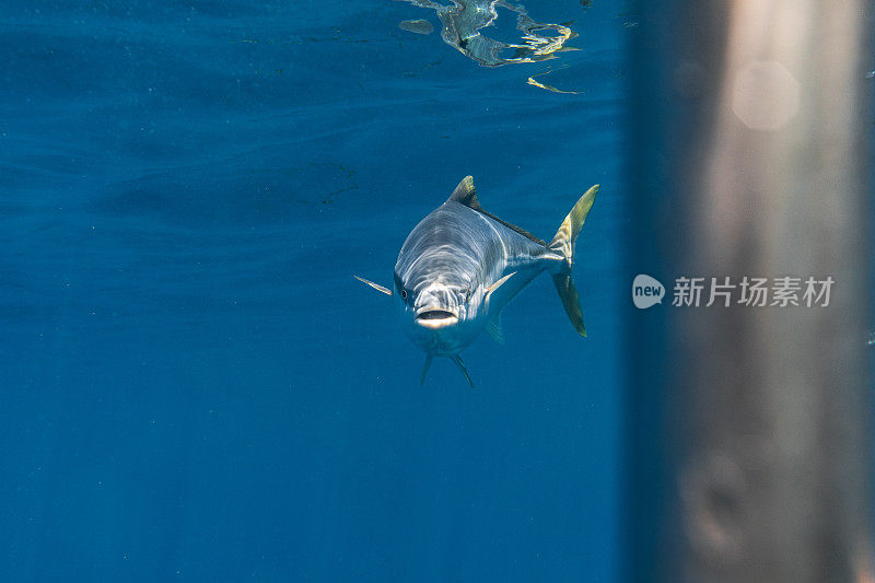 在清澈的蓝色海水中直视镜头的大Kingfish或Amberjack