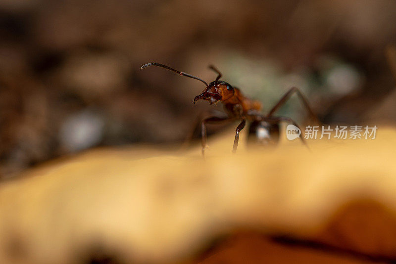 木蚁对枯叶在树林中极近距离的拍摄