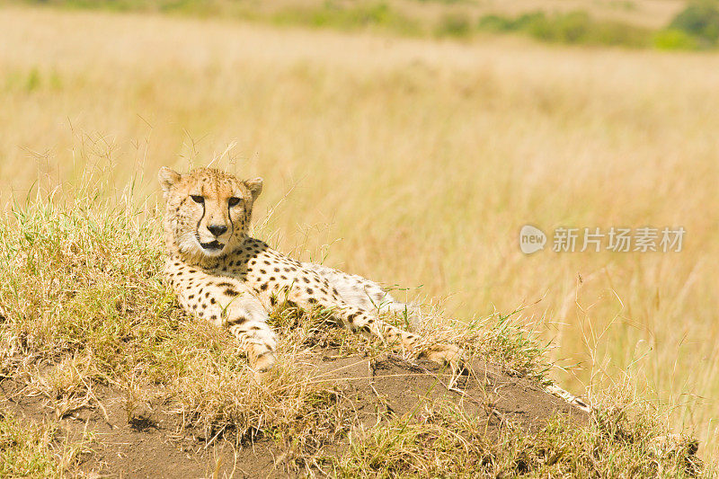 非洲猎豹在肯尼亚大草原上晒太阳