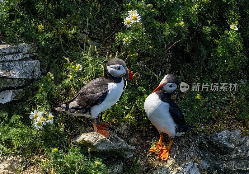 汉普顿悬崖上的海雀