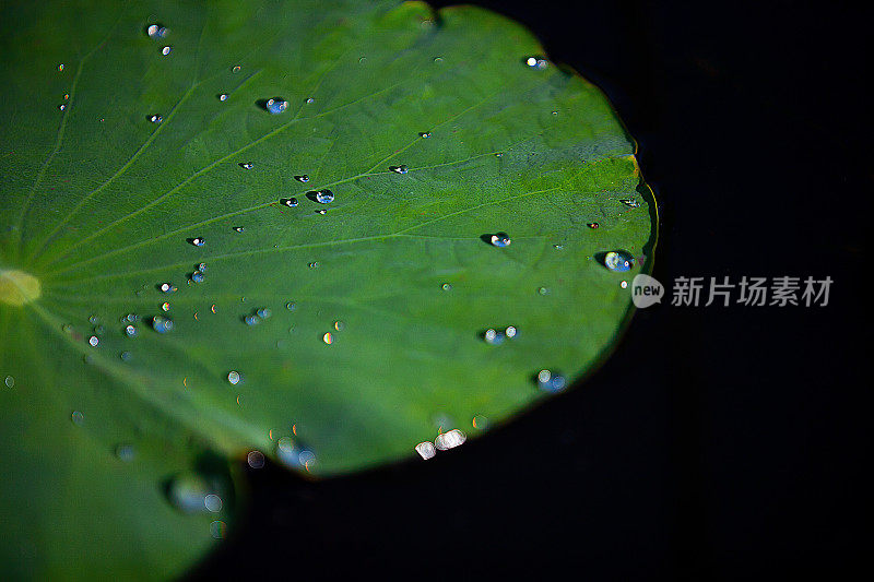 池塘的景色