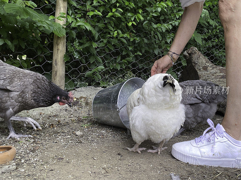 照顾小鸡