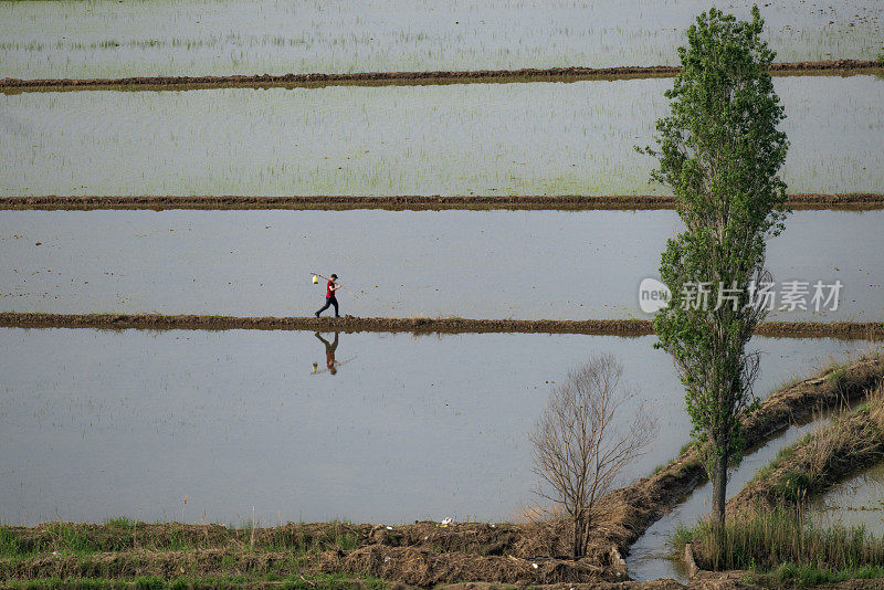 从上方俯瞰Çorum地区Osmancık水田的灌溉景观。