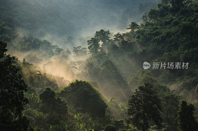 亚洲热带雨林景观，室外丛林绿色森林公园树冠，自然环境山景，度假水疗、瑜伽、静修的自由放松概念