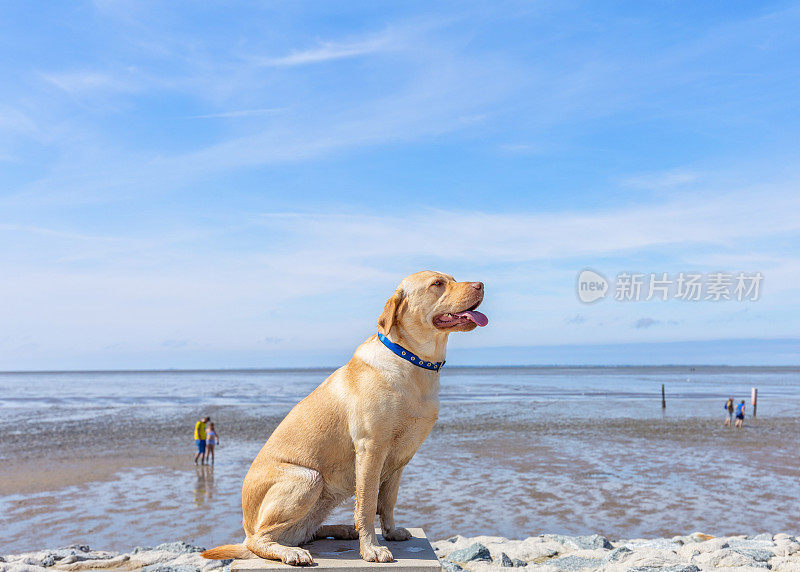 一只狗正坐在德国东弗里西亚北海的诺德代奇海滩上