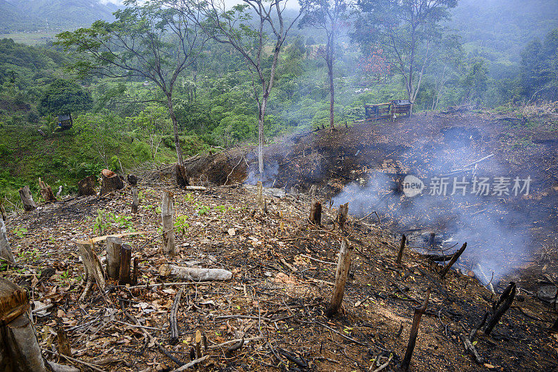 通过燃烧开垦新土地。森林砍伐-图片