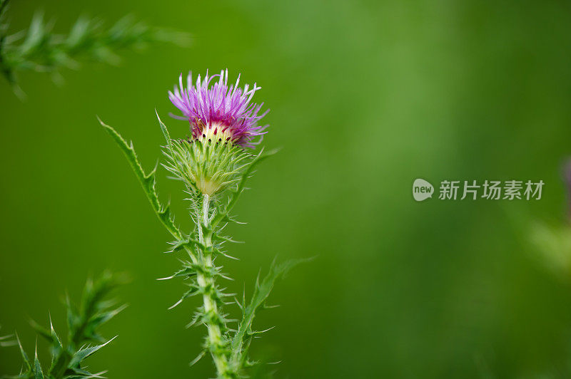 紫花花园背景