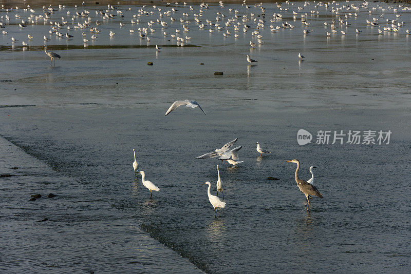 湿地苍鹭在夕阳下觅食