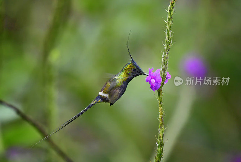 铁丝冠刺尾蜂鸟飞向一朵花