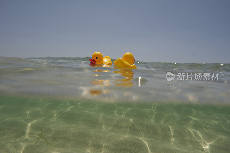 在一个阳光明媚的夏日，两只橡皮鸭漂浮在康沃尔郡佩顿温德海滩清澈的蓝色大海上。