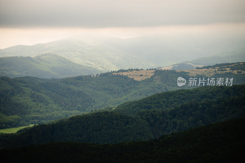 芽，松树，松芽糖浆，消费主义，欧洲