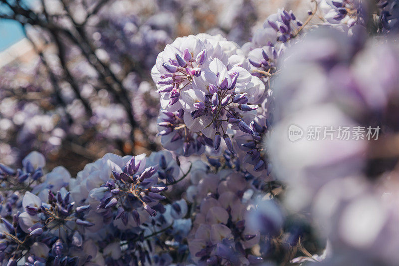 春天的花朵:紫藤在阳光下绽放的特写