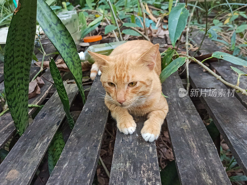 那只橙色的猫舒舒服服地坐在那张旧长凳上。
