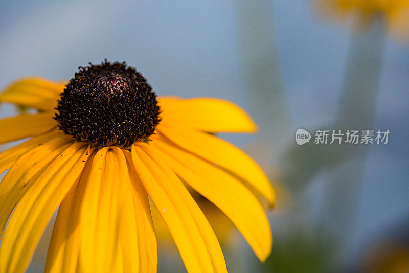 夏日花园中耶路撒冷洋蓟的黄色花朵