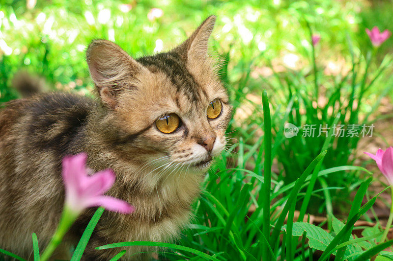 一只猫在野生百合花花园里的特写，西风菊，大花，雨百合，在花园里。美丽的缅因猫小猫在满是鲜花和草的院子里玩耍