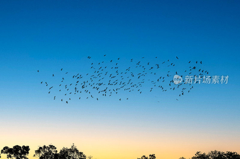 鸟类的迁徙