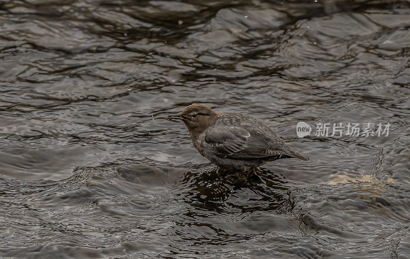 美洲斗鸟，也被称为水ouzel，是一种半水生鸟类，原产于北美西部。在怀俄明州黄石国家公园的苏打溪河上。
