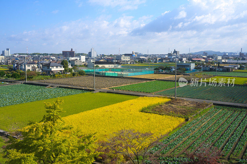 京都稻田美丽的垂直景观绿稻与蓝丝在京都日本十一月