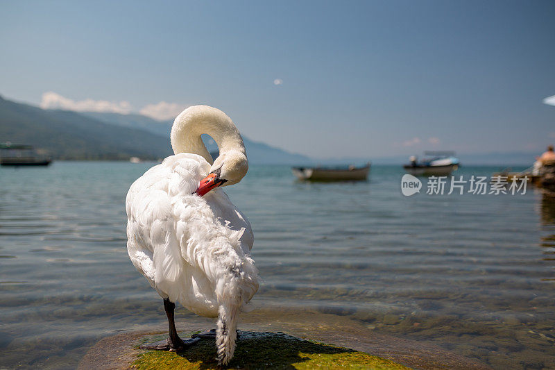 白天鹅在湖边清理羽毛