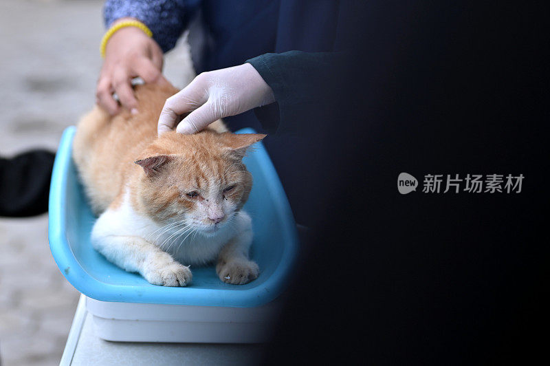 处理市场上发现的流浪猫