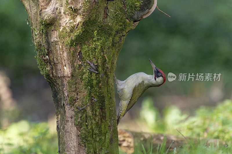 欧洲绿啄木鸟