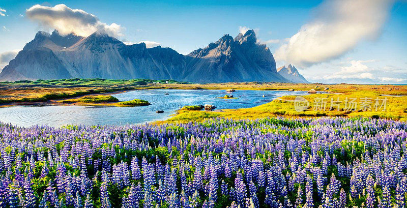 斯托克斯海岬上盛开的羽扇豆花。多彩的夏季全景冰岛东南海岸与Vestrahorn(蝙蝠侠山)。冰岛、欧洲。艺术风格后期处理
