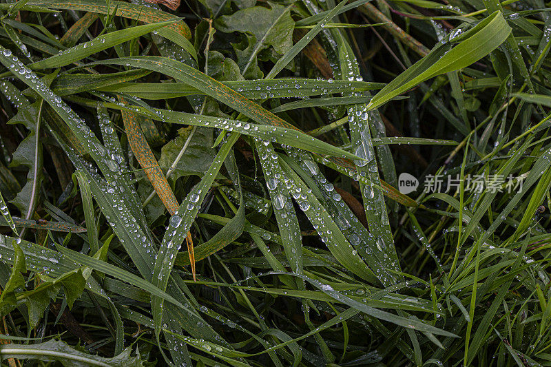 带着雨滴的草叶