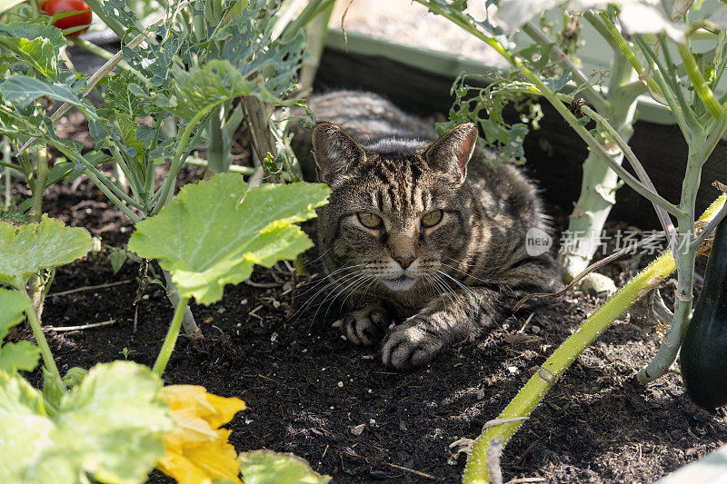 在菜园里打瞌睡的猫