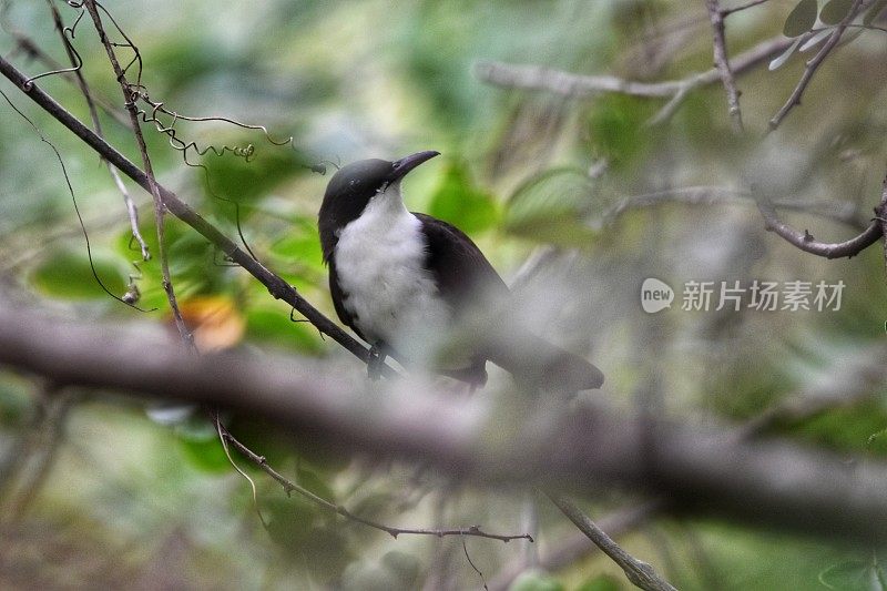 白胸打谷鱼或短尾龙