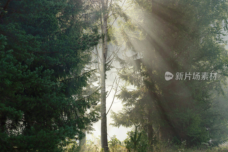 有太阳、森林和晨雾的景观。阳光透过树木照射进来