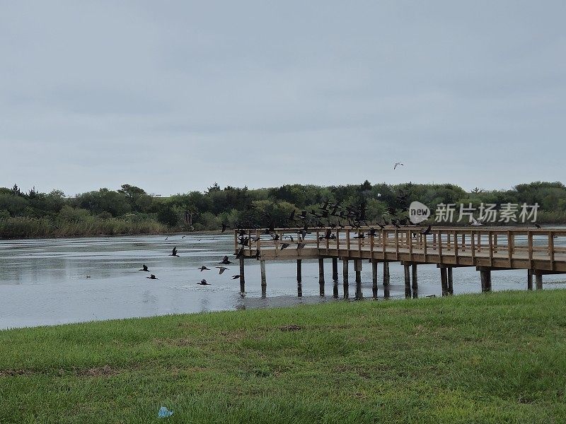 一大群黑鸟坐在海湾的木码头上