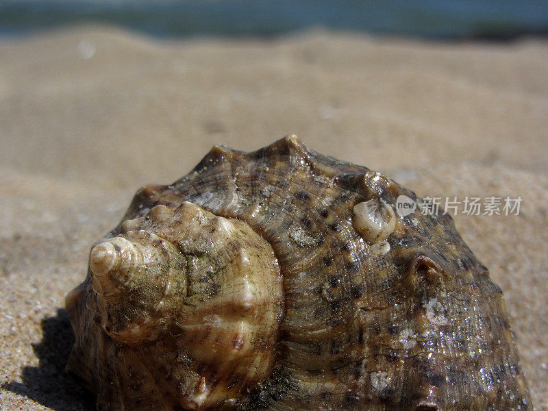 海滩上沙子里的贝壳特写