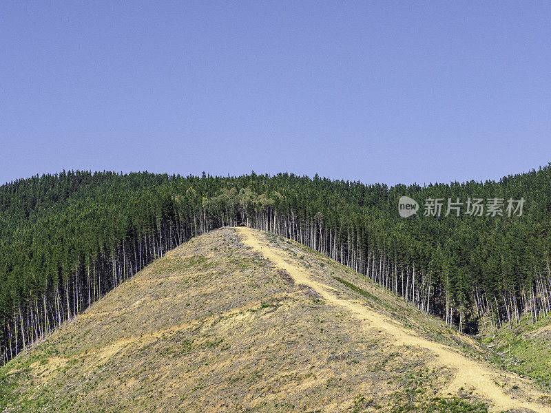 陡峭山坡上的松树种植园