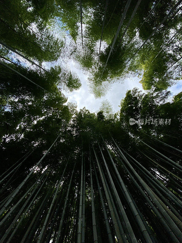 日本-京都-岚山竹林