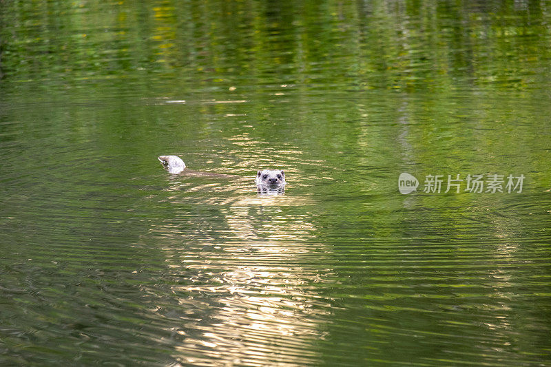 野生河狸鼠(Nutria)在溪流中游泳并注视着我的近距离细节