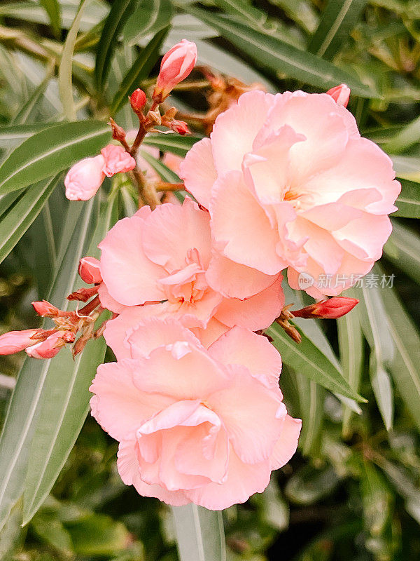 夏季杏花粉红夹竹桃灌木