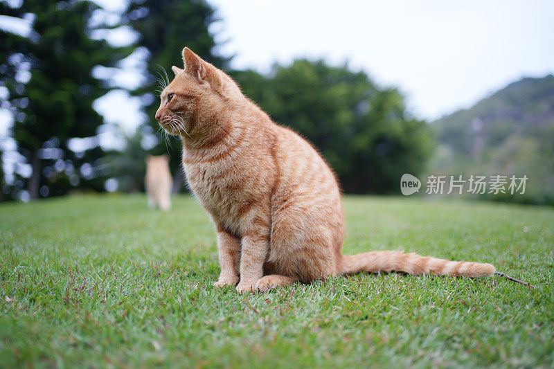 猫坐在草地上