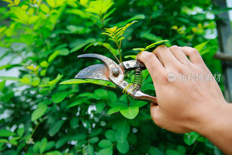 生锈的植物切割器