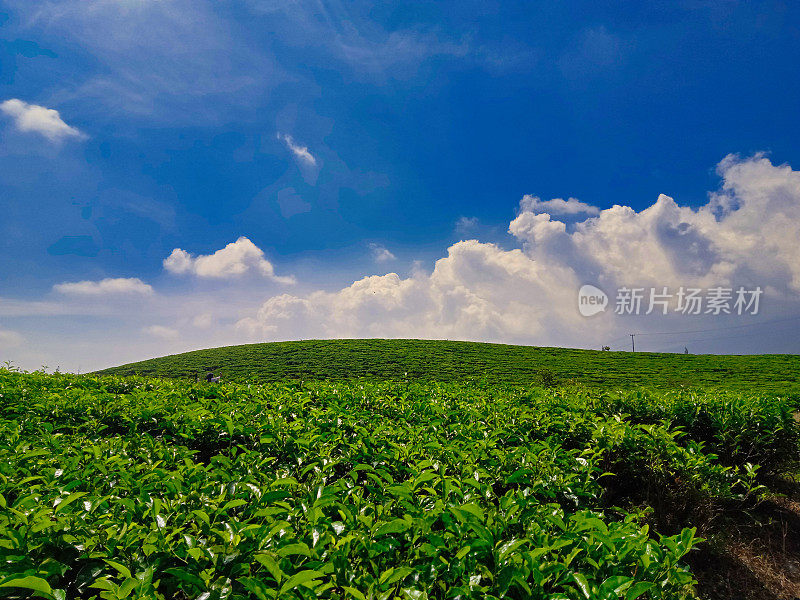 茶园的蓝天背景