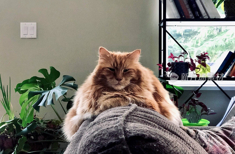 沙发上的肥猫