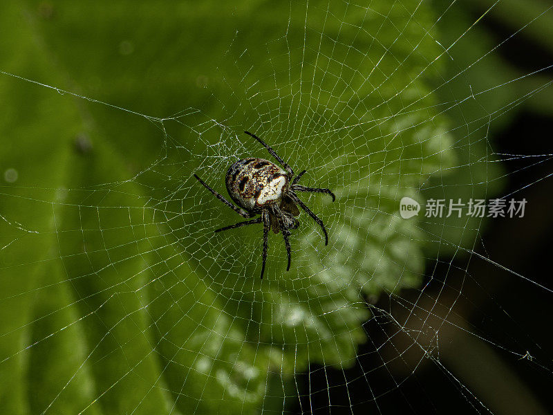 蜘蛛科的蜘蛛