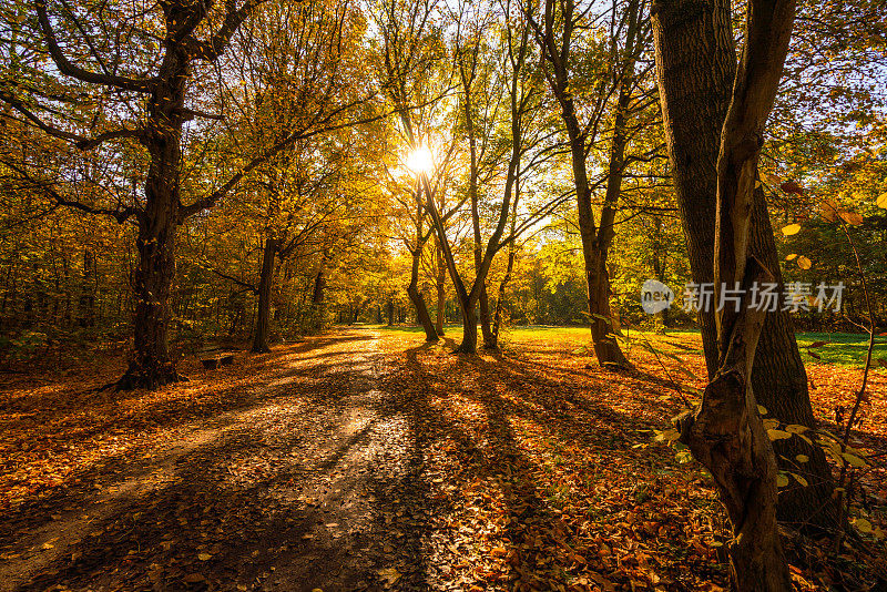 秋天的莱比锡奥瓦尔德(冲积森林)，太阳在树之间看到
