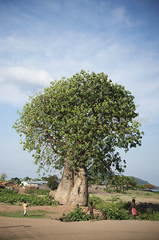 非洲猴面包树的树,
