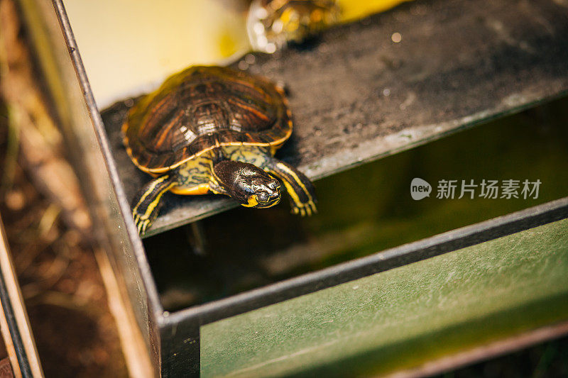 浮岛上的鱼缸里的水龟正在晒日光浴。