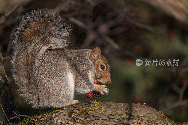 ?cureuil gris， (Sciurus carolinensis)，东部灰松鼠。