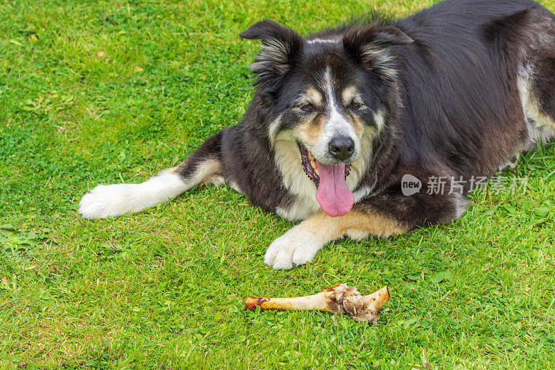 边境牧羊犬躺在草地上啃骨头