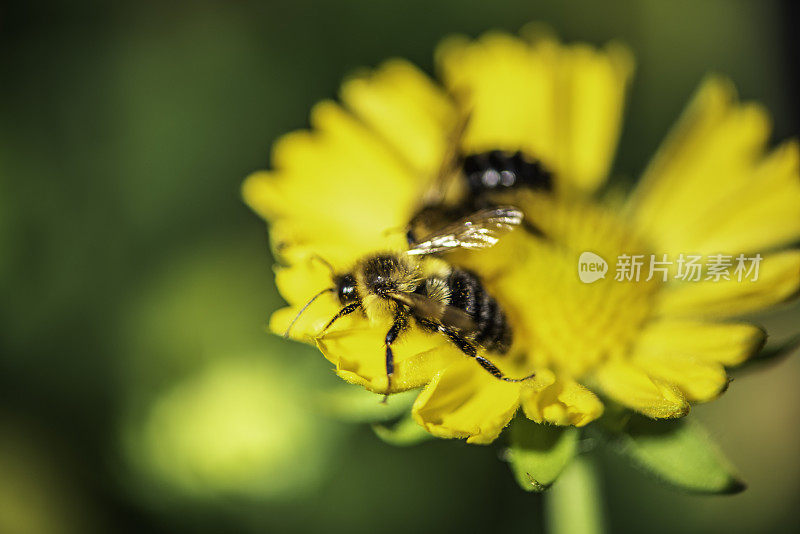 夏天的菊花和蜜蜂，爱德华兹花园，多伦多