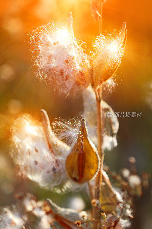 乳草种子的豆荚在秋天的阳光下爆裂