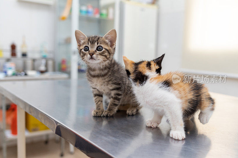 兽医办公室里的两只好奇小猫